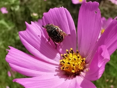 Euphoria subtomentosa