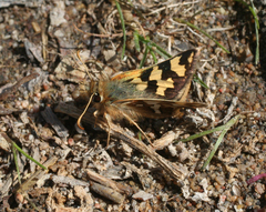 Carterocephalus argyrostigma