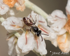 Sphecodes