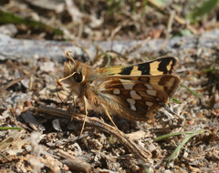Carterocephalus argyrostigma
