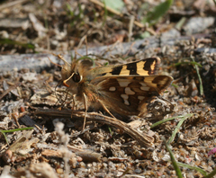 Carterocephalus argyrostigma