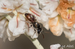 Sphecodes