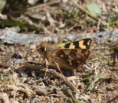 Carterocephalus argyrostigma