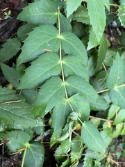 Aceria caliberberis
