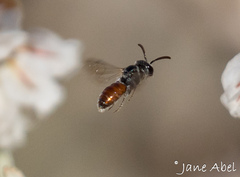 Sphecodes