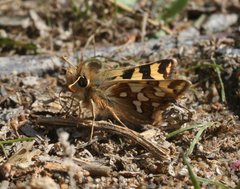 Carterocephalus argyrostigma