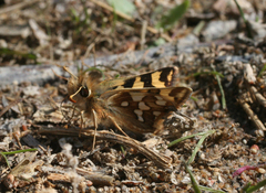 Carterocephalus argyrostigma