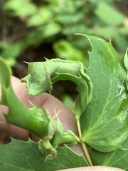 Aceria caliberberis
