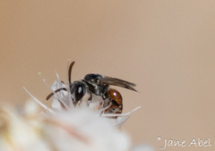 Sphecodes