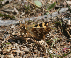 Carterocephalus argyrostigma