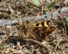 Carterocephalus argyrostigma