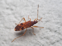 Ozophora picturata