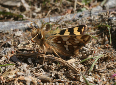 Carterocephalus argyrostigma