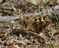 Carterocephalus argyrostigma