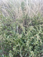 Chenopodium incanum