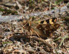 Carterocephalus argyrostigma