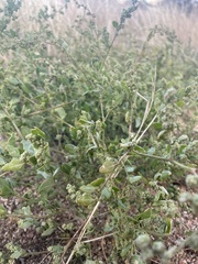 Chenopodium incanum