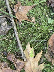 Plagiomnium rostratum