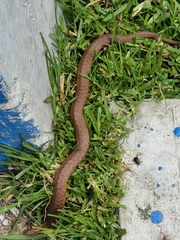 Storeria storerioides