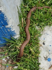 Storeria storerioides