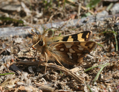 Carterocephalus argyrostigma