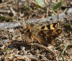 Carterocephalus argyrostigma