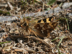 Carterocephalus argyrostigma
