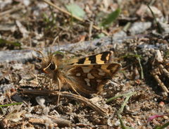 Carterocephalus argyrostigma