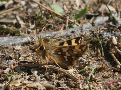 Carterocephalus argyrostigma