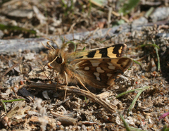Carterocephalus argyrostigma