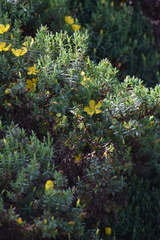 Hypericum irazuense