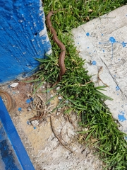 Storeria storerioides