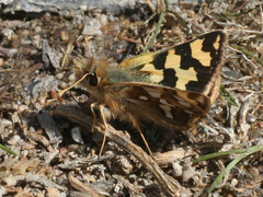 Carterocephalus argyrostigma