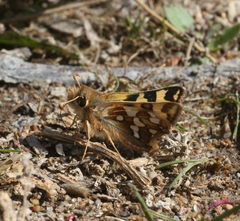 Carterocephalus argyrostigma