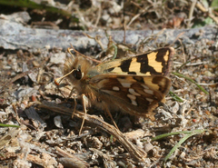 Carterocephalus argyrostigma