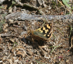 Carterocephalus argyrostigma