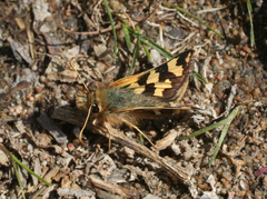 Carterocephalus argyrostigma