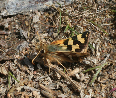 Carterocephalus argyrostigma