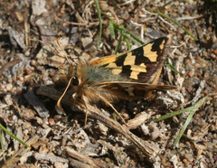 Carterocephalus argyrostigma