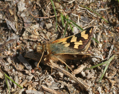 Carterocephalus argyrostigma