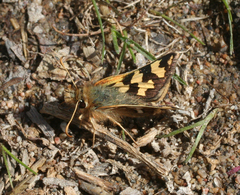 Carterocephalus argyrostigma
