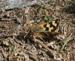 Carterocephalus argyrostigma