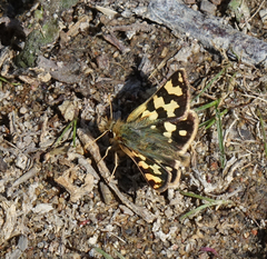Carterocephalus argyrostigma