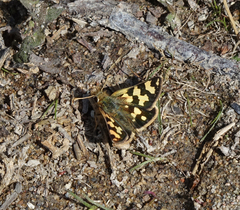Carterocephalus argyrostigma