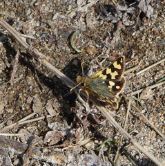 Carterocephalus argyrostigma