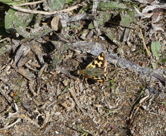 Carterocephalus argyrostigma