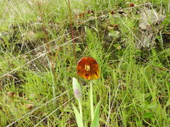 Calochortus purpureus