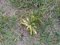 Taraxacum