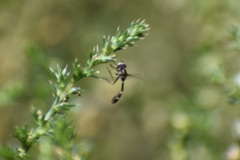 Dioprosopa clavata
