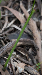 Microtis unifolia
